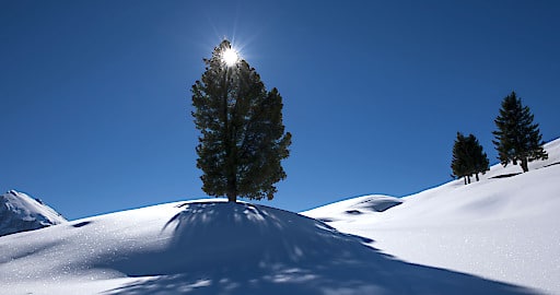 Erster Schnee auf der Seiser Alm Bild von Schneelandschaft mit Hügel auf der einzelner Tannenbaum steht